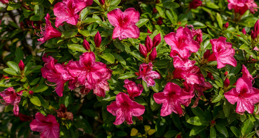 Куст, который преображает участок: цветёт щедро и плодоносит каждый год - приживется на любой почве