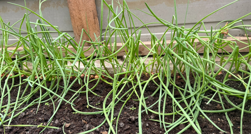 В этом году освоил быструю прополку без наклонов: цена вопроса всего 120 рублей - соседка по даче копирует мой метод второй сезон