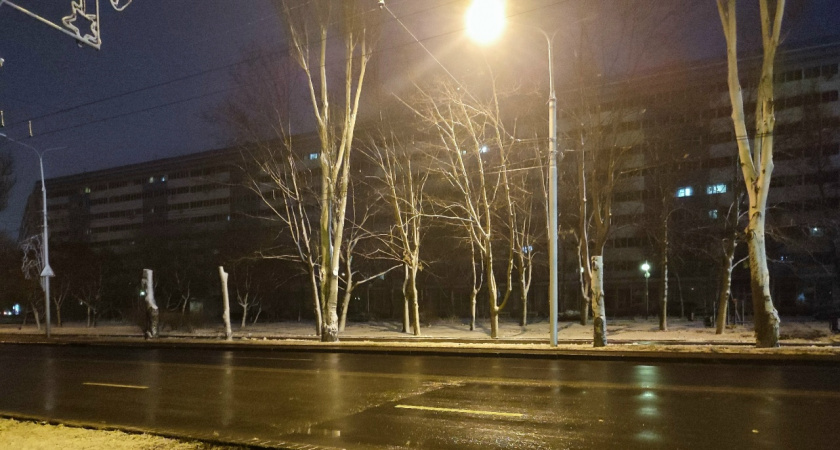 Жители проспекта Победы жалуются на опасные деревья