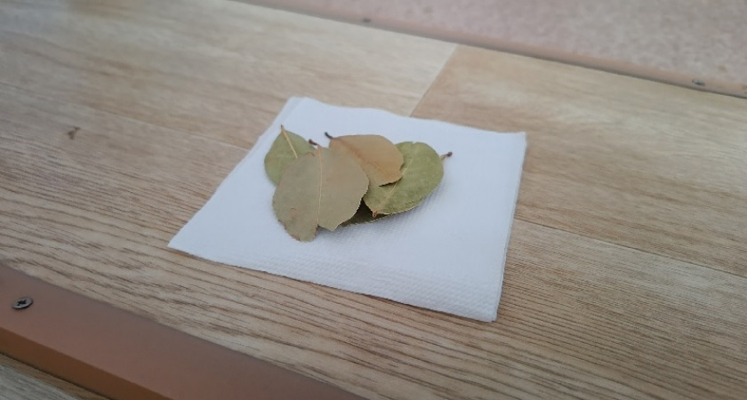 Дома по вечерам всегда поджигаю лавровый лист: простая мудрость предков актуальна до сих пор