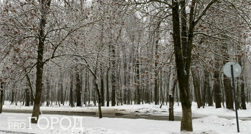 В Пензе дерево упало на кабину фуры