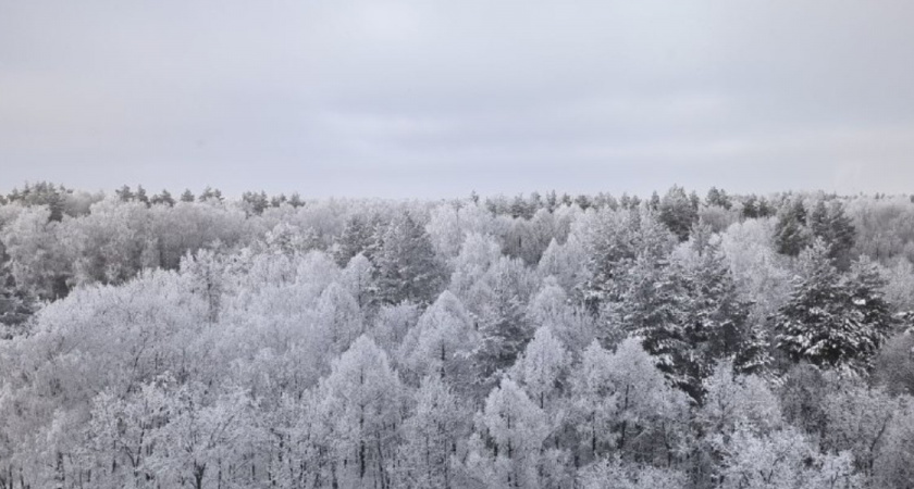 В Лопатинском районе охотникам удалось добыть шесть волков