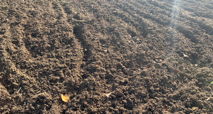 Жаль раньше не знал: почва стала как пух за копейки - дешёвая крупа заменила мне все дорогие удобрения