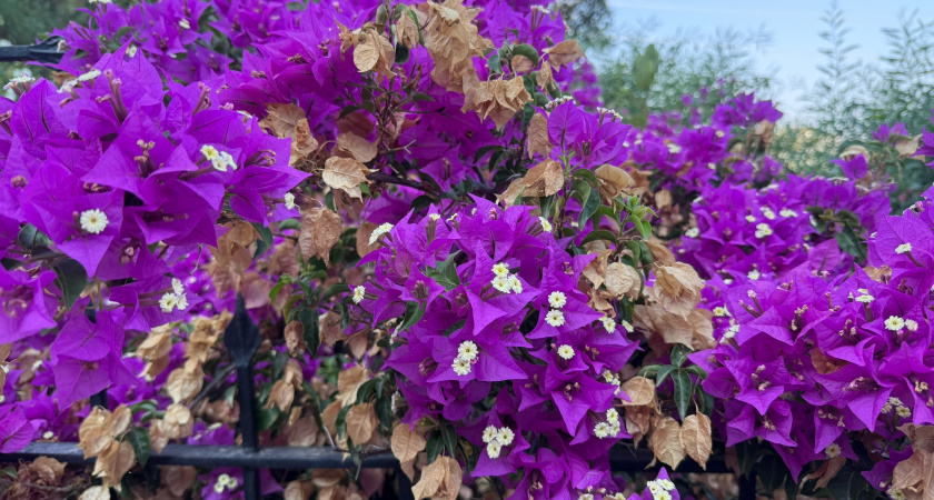 Эти цветы редко садят на дачах и зря: многолетники, которые удивляют каждый сезон