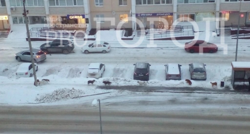 «Они запросто могут разорвать ребенка»: стая безнадзорных собак на протяжении нескольких месяцев держит в страхе жителей Тепличного