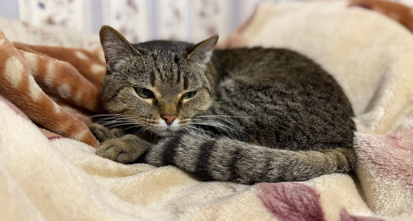 Кошка знаками показывает, что прощается с хозяином навсегда: явные сигналы тем, кто умеет их правильно считать