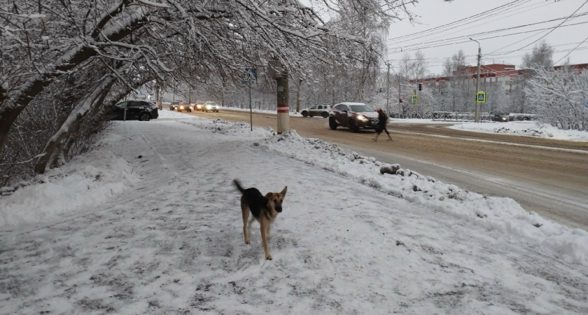 «Свора приводит в ужас»: пензенцы жалуются на стаю собак у школы и детсада