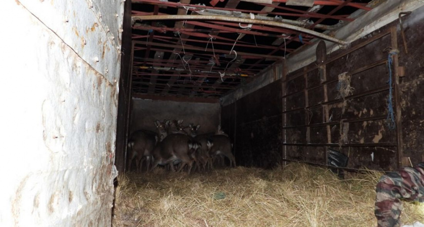 В Шемышейском районе 15 оленей успешно прошли акклиматизацию