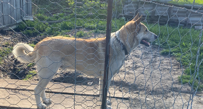 Выбирать собаку нужно не по внешности, а по ее качествам: 11 пород собак с нежной душой - не терпят грубости и жестокости
