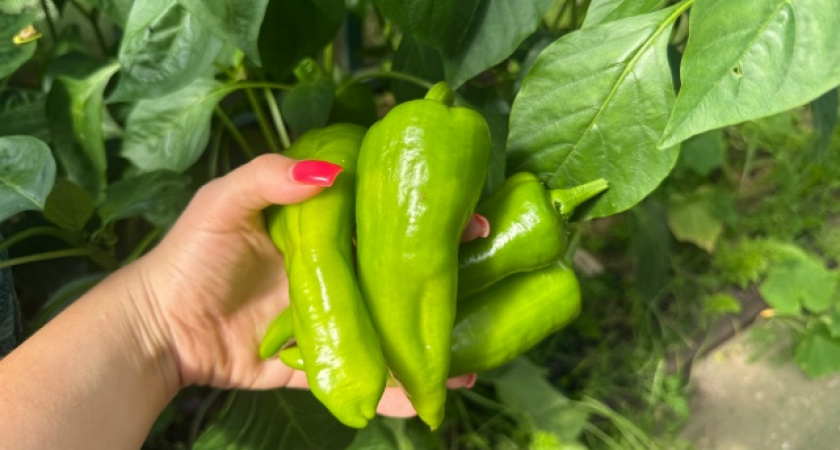 Семена будут проклевываться как заведенные: перед посадкой обязательно обработайте их так – советы агронома