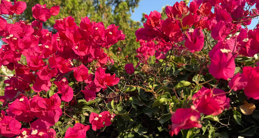 Эти 6 многолетников цветут без полива и не вымерзают даже сильные морозы — полный список для солнечной клумбы