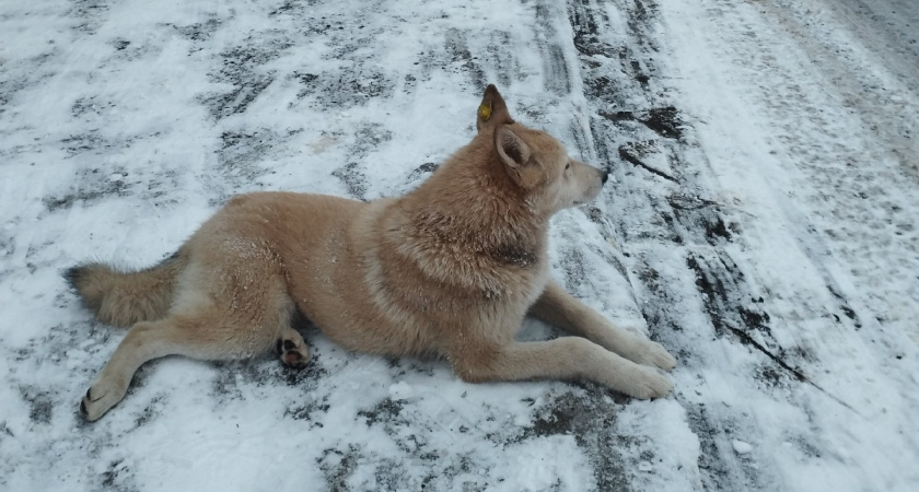 В Каменке ребенку, пострадавшему в результате нападения собаки, выплатили компенсацию