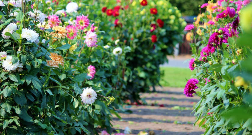 Вместо астры посадила новый многолетник — ни разу не пожалела: одно растение "стреляет" 15 бутонами - не страшны ни ливни, ни ветра