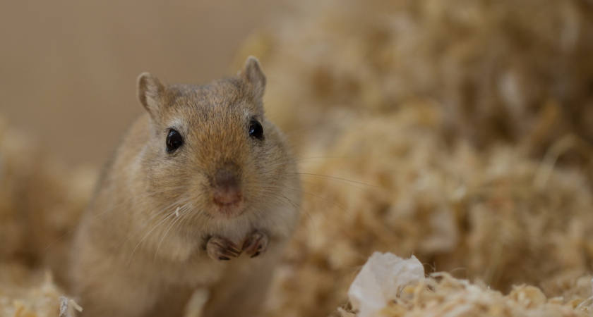 2 ложки сухой смеси и по углам: мыши сбегают с дачи через 10 минут - без супер-ядов и едкой химии 