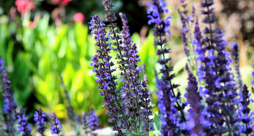 Высаживаю 10 этих многолетников — получаю оазисы красоты и благоухания: аромат стоит на всю округу на 2 километра 