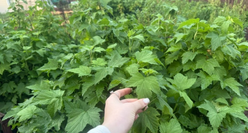 Мощный куст уже через год: займитесь в феврале черенкованием черной смородины — лайфхак от агрономов