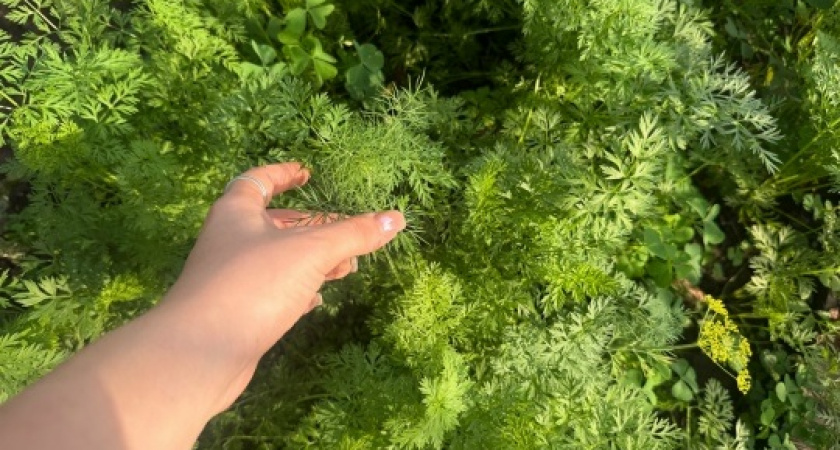 Не просто овощ, а полезная вещь: открытие, которое перевернет вашу жизнь 