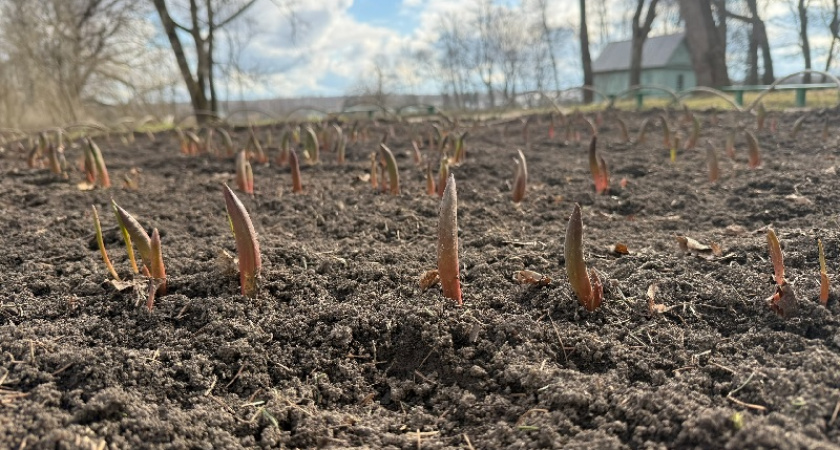 Не поверил своим глазам: раскидал по грядкам пачку крупы - с почвой что-то происходит 
