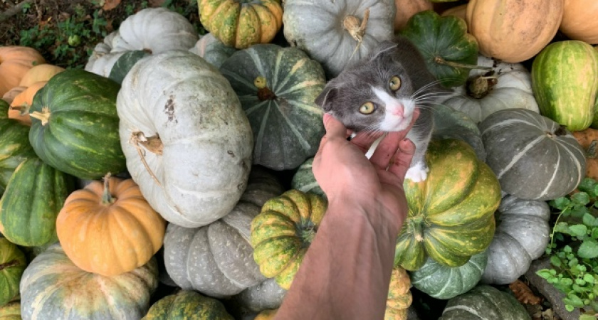 Весной внесите в грунт эту смесь: урожай будет круче, чем у соседей — дешево и сердито