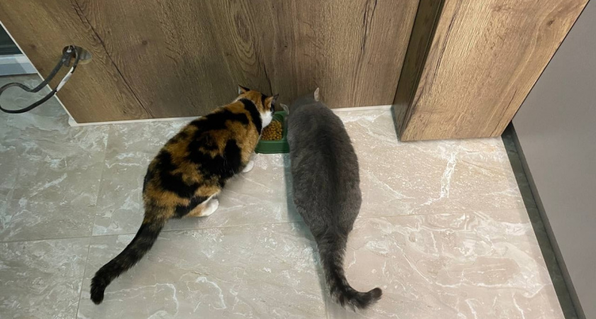 Почему кошка слизывает желе или соус из влажного корма, а кусочки оставляет - это нюанс объяснил опытный ветеринар 