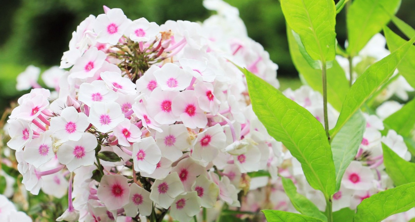 Сад будет в цвету весь сезон: самые красивые "классические" многолетники по временам года - окутают вас цветами и ароматами 