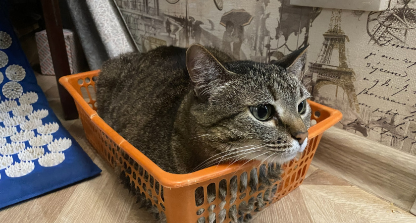 Почему у одних хозяев дома пахнет «кошкой», а у других нет: дело не в везении, а в этих строгих правил гигиены 