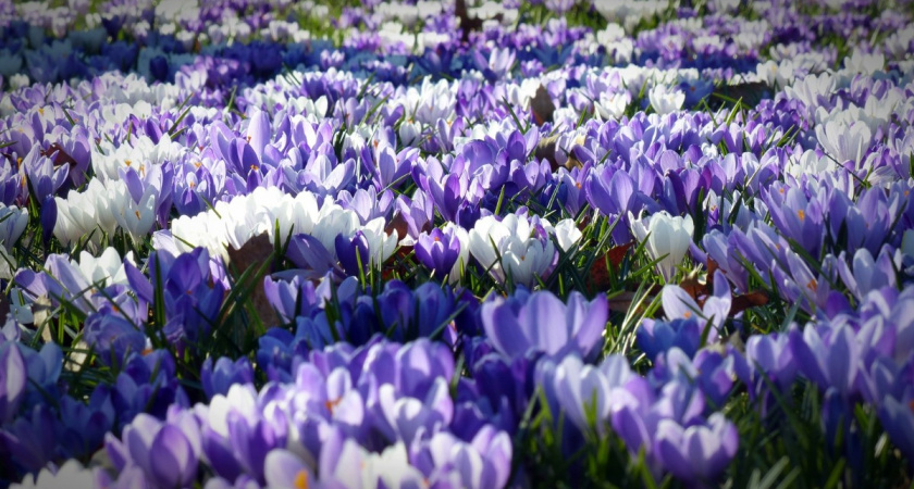 От насмешек до зависти соседей: эти 6 красивых многолетников сделали мой сад местной достопримечательностью 