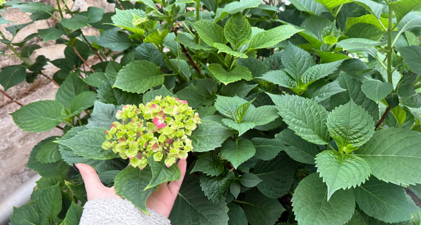 Драгоценные камни в коллекции сада: 16 дивных многолетников с рубиновыми и гранатовыми соцветиями - благоухают на всю округу