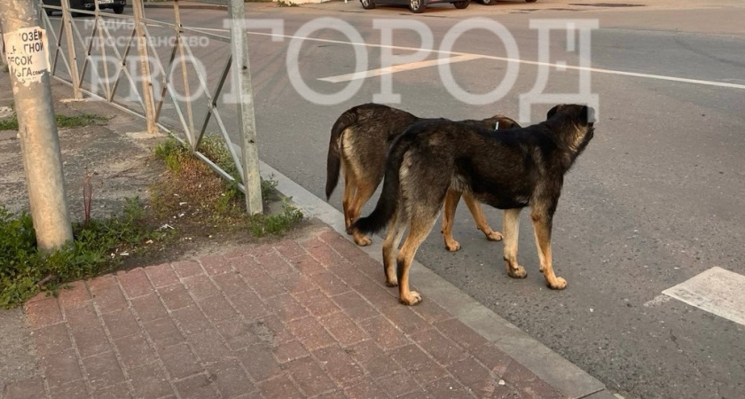 «Плохой закон лучше смерти». Пензенские депутаты внесут дополнительные основания для эвтаназии животных 