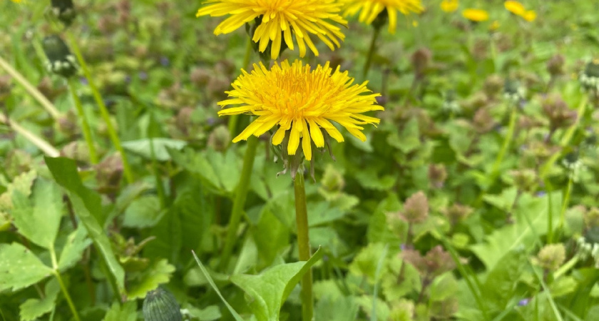 Крапиву и одуванчики больше не выдергиваю: теперь они мои главные помощники - в чем секрет