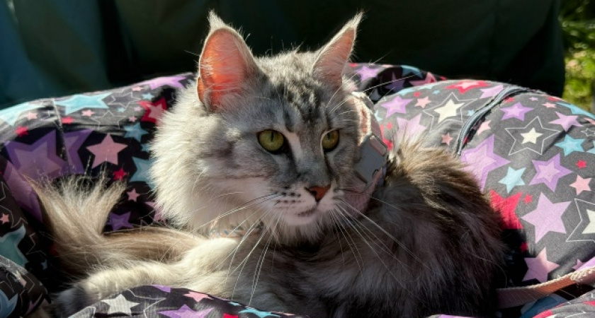 В Барсика вселился демон? Зоопсихолог объяснила странное поведение кота после посещения туалета