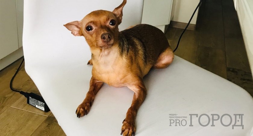 В Пензе оштрафовали владельца собаки, которая напала на чихуахуа