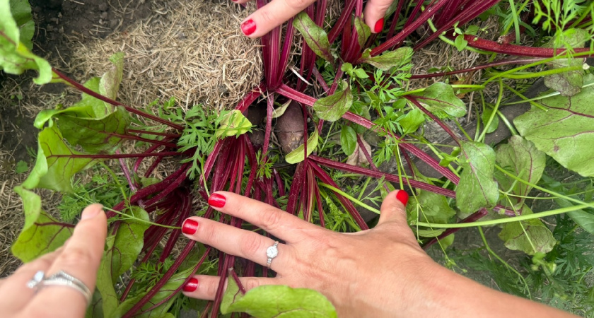 Не выбрасывайте это "золото": врач назвал свекольную ботву витаминной бомбой 