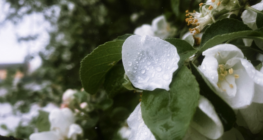 С 25 по 28 мая в Пензе пройдёт выставка растений Новосибирского питомника