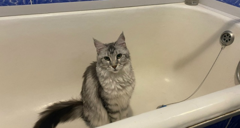 У кошек тоже бывает деменция: как распознать болезнь у пушистика — исследование ученых из Британии