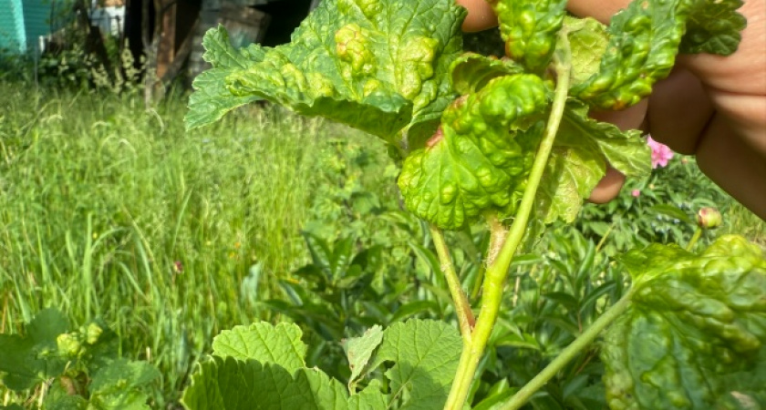 Высадили рядом со смородиной — галловую тлю как ветром сдуло: не цветок, а «сущий ад» для вредителя