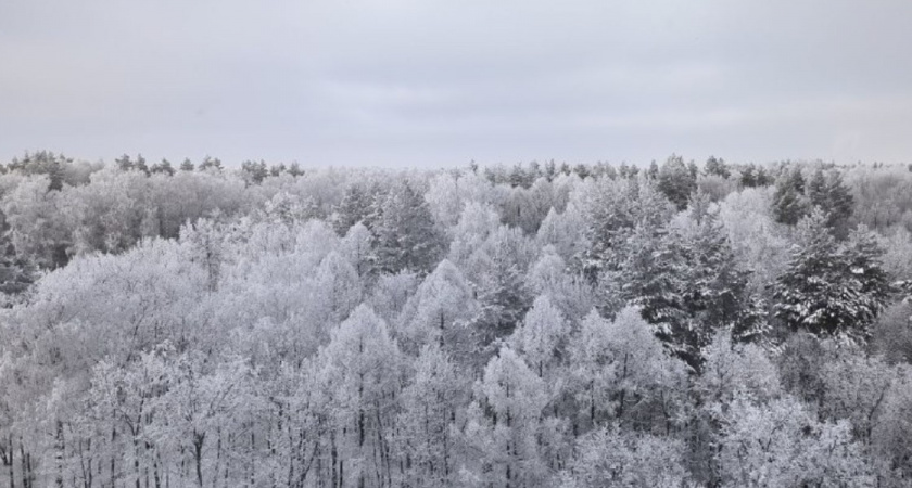 В Бессоновском районе спасатели нашли трех человек, потерявшихся во время прогулки в лесу
