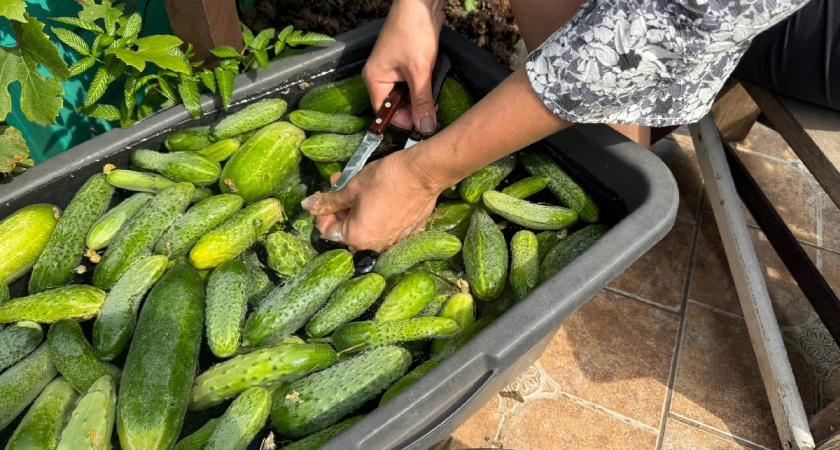 Удобрения и подкормки больше не в моде: стакан "мусора" - и огурцы прут как на дрожжах