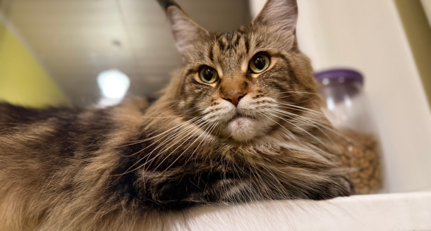 Почему кошка, которую взяли домой с улицы, быстро наглеет - зоопсихолог рассказал о причинах 