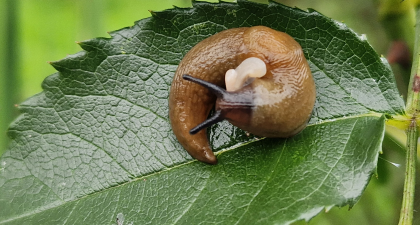 Слизни с муравьями в панике сбегут: обработайте огород этой аптечной эмульсией – советы агронома