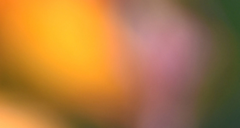 5 многолетников, которые зацветут уже этим летом: сею семена в феврале, а в июле любуюсь пышными клумбами