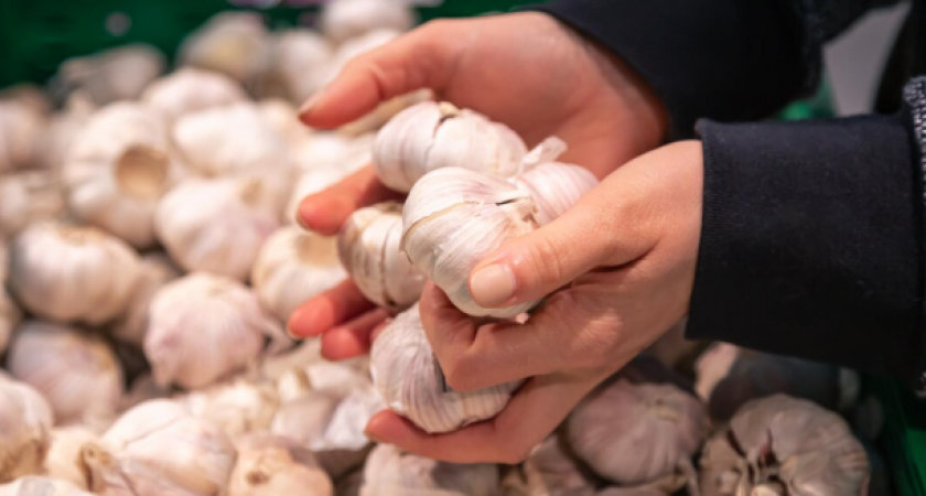 Зола больше не в моде: поливаю чеснок этим копеечным настоем — одна ложка на ведро, и урожай размером с яблоко