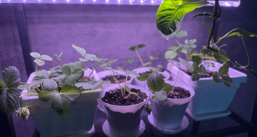 На прогноз погоды не смотрю: знаю верный способ определить время посева рассады - взойдет как на дрожжах