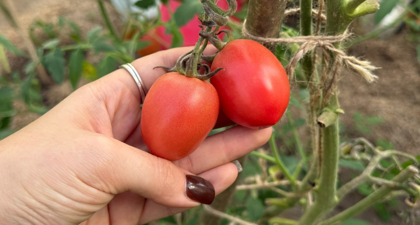 Эти даты творят чудеса: томаты завалят вас урожаем - но важно посеять строго по графику