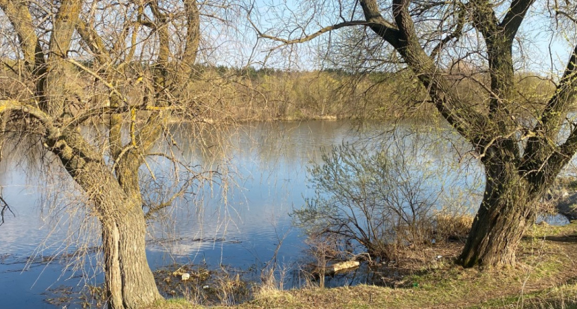 Полицейские задержали пензенца за незаконную рубку дуба