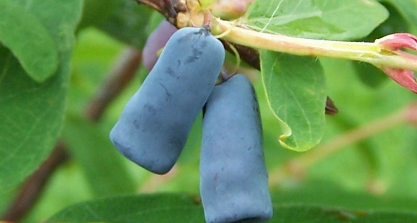 Чем подкормить жимолость весной Использую 3 простых удобрения и собираю 4 кг ягод с куста урожай вырос втрое