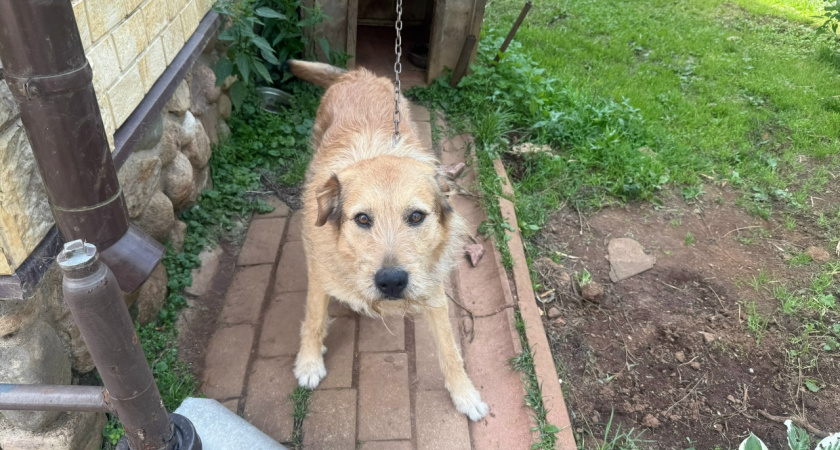 Соседская собака лает с утра до ночи: что делать и можно ли найти управу на таких соседей — реальный опыт дачницы