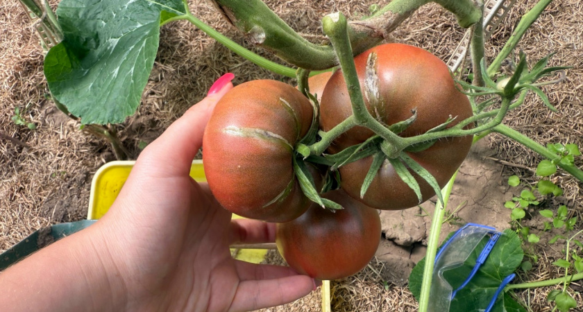 Одна ложка в лунку при высадке томатов: добавляю это средство каждый год — и помидоров всегда море