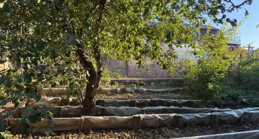 Навоз на грядки 2 года не покупаю: высаживаю по весне одно растение - плодородием пышет даже песок