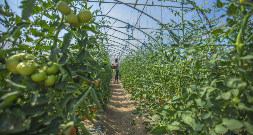 Чтобы овощи не болели: делюсь секретом необычной мульчи, которую подсмотрела у агрономов